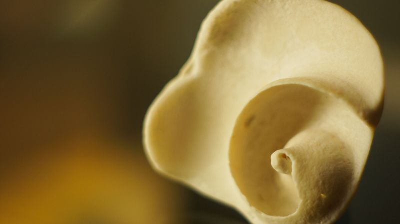 Shell CA3049