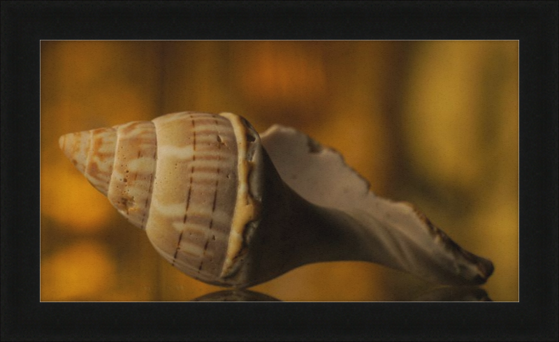 Shell CA3038