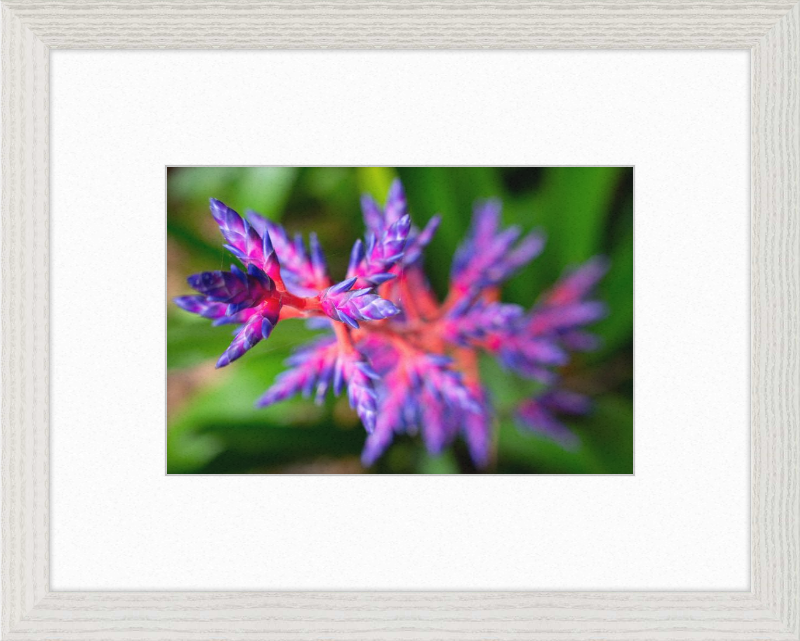 South Florida Beauty 2