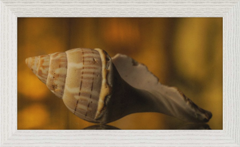 Shell CA3038