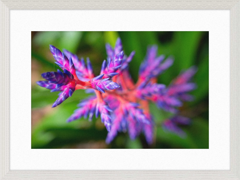 South Florida Beauty 2