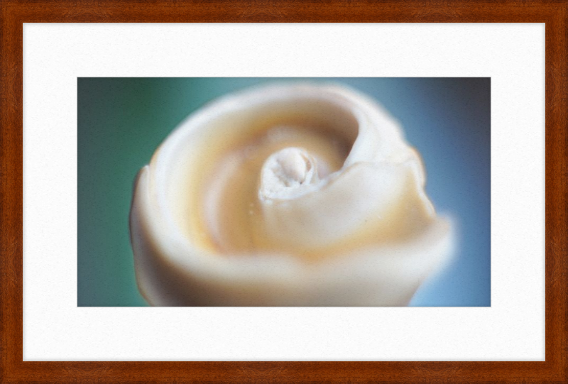 Shell CA2679