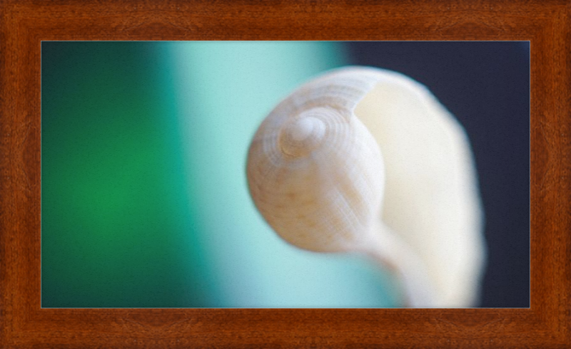 Shell CA2695