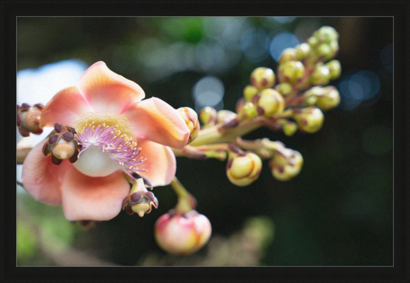 South Florida Beauty