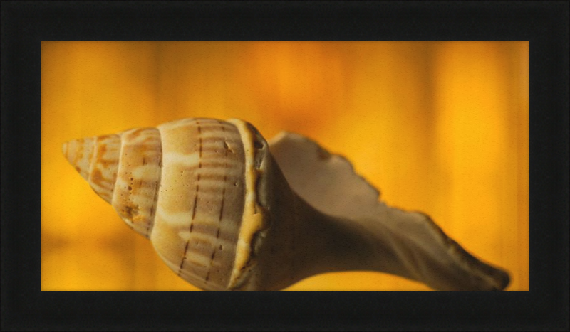 Golden Whelk