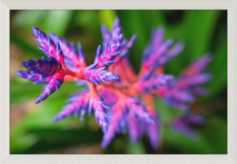 South Florida Beauty 2