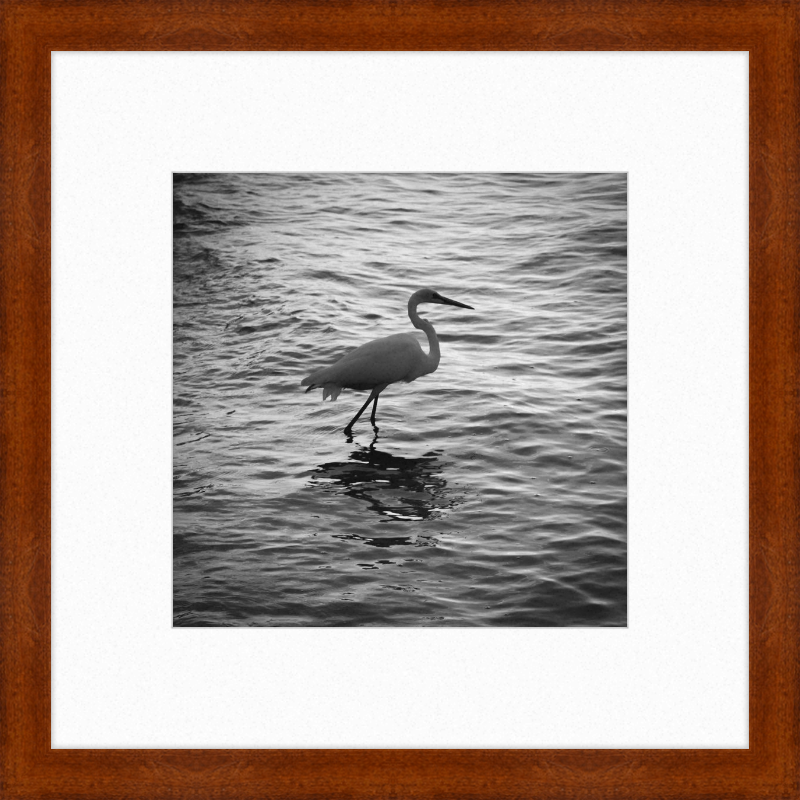 Sunset Key Egret