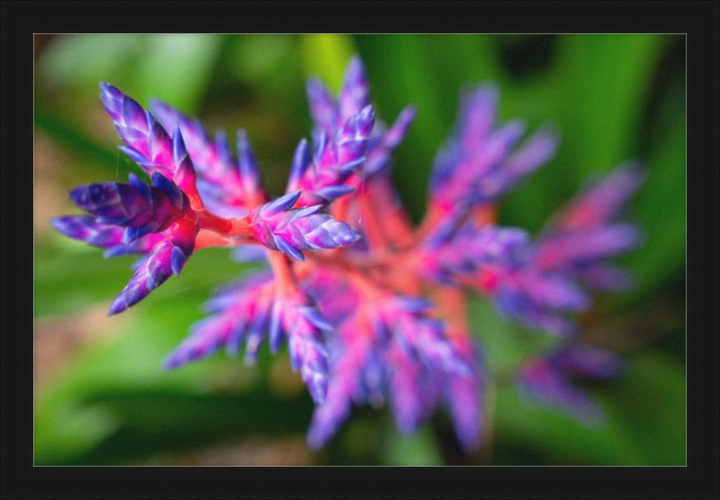 South Florida beauty 2
