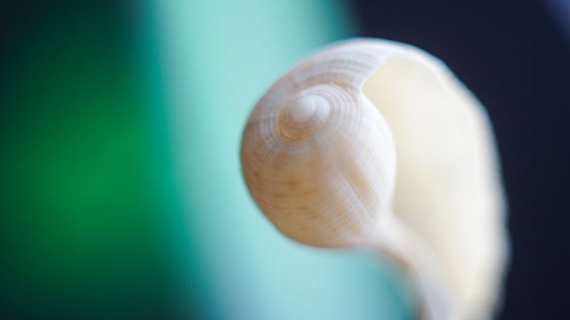 Shell CA2695
