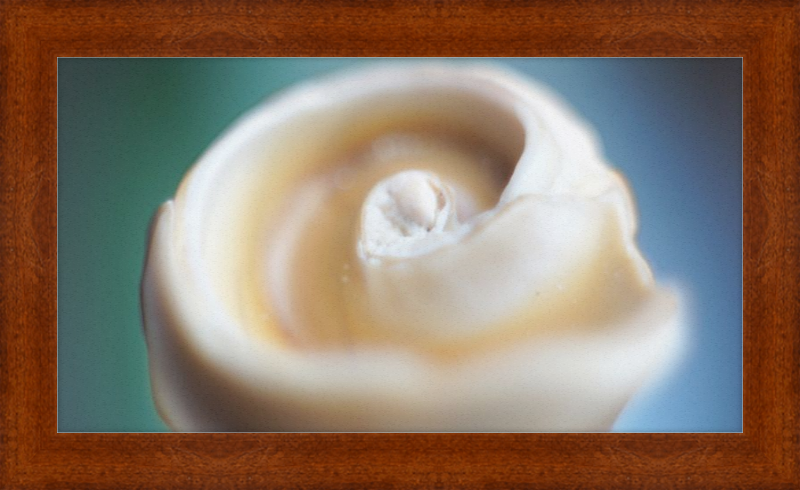 Shell CA2679