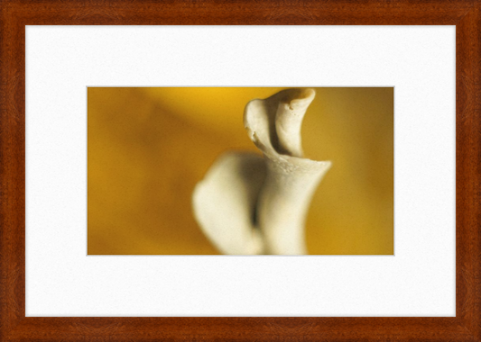 Shell CA2818