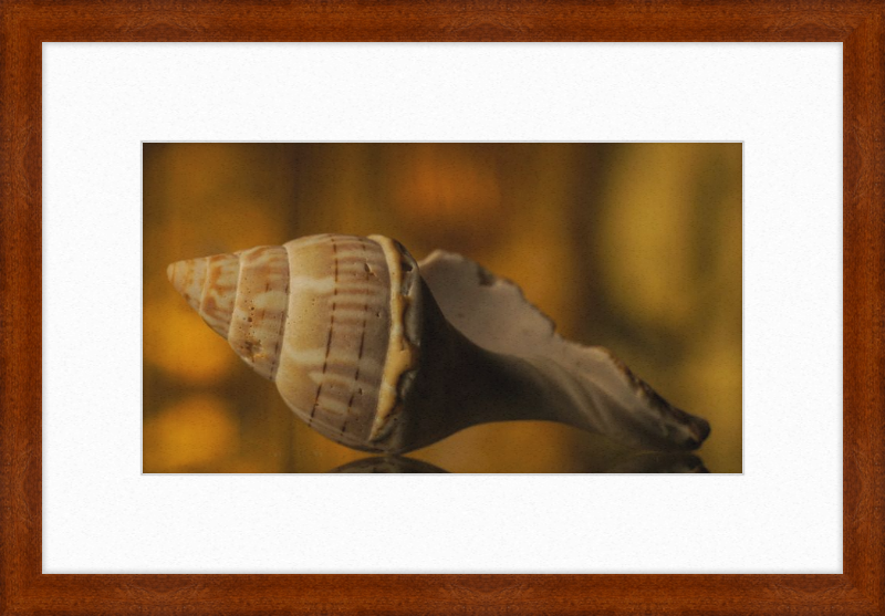 Shell CA3038