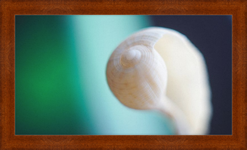 Shell CA2695