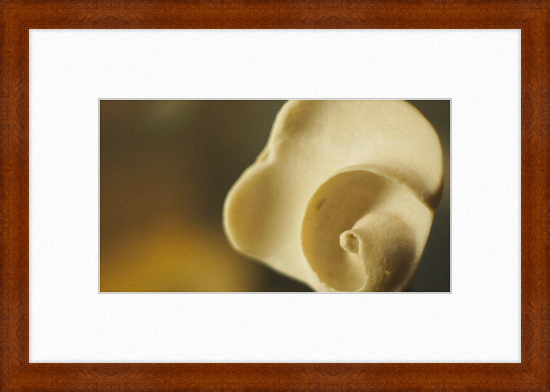 Shell CA3049