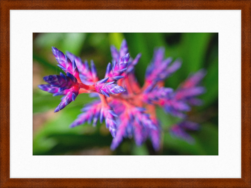 South Florida beauty 2
