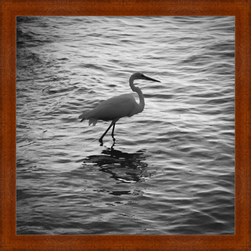 Sunset Key Egret
