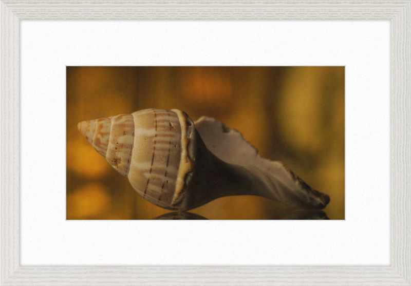 Shell CA3038