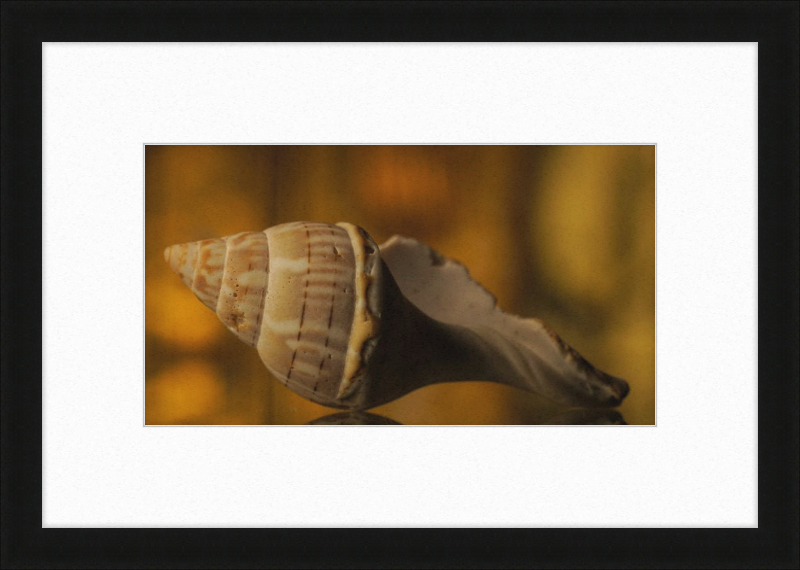 Shell CA3038