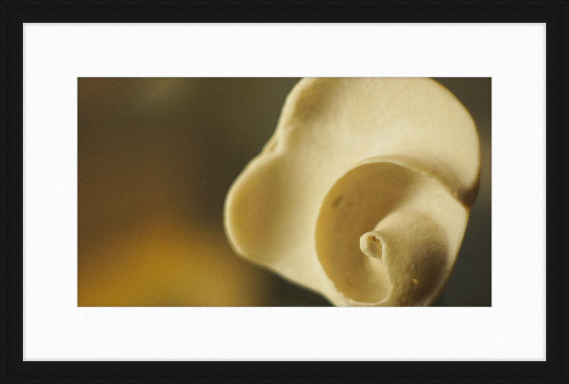 Shell CA3049