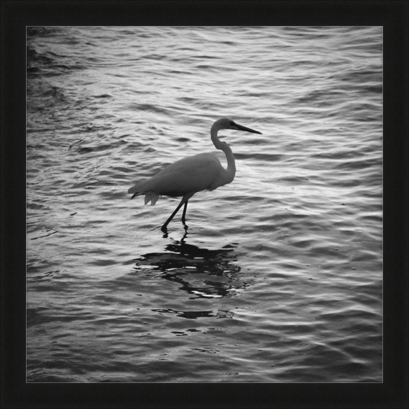 Sunset Key Egret